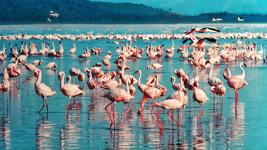 Flock of Pink Flamingos Wading in Turquoise Lake Water