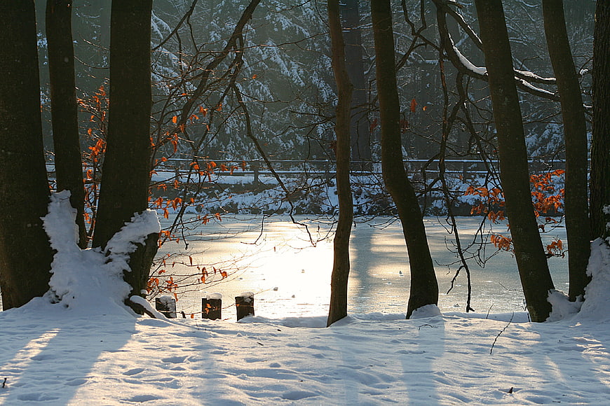 Sunlit Winter Forest Scene with Snowy Lake and Trees