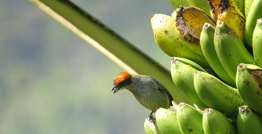 Red-crested Tanager perched on green bananas in nature