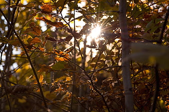 Sunlight shining through autumn leaves in a forest