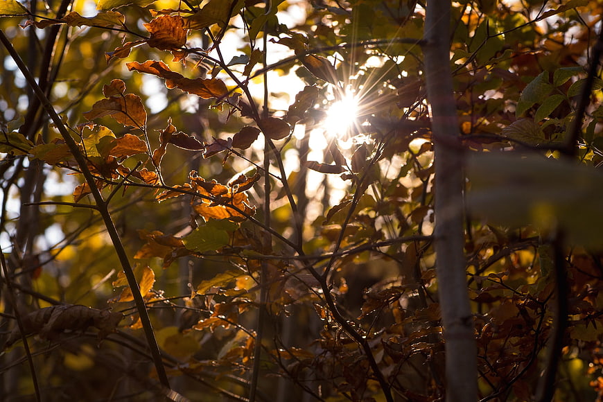 Sunlight shining through autumn leaves in a forest