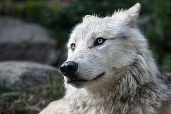 Close-up portrait of a white wolf with amber eyes