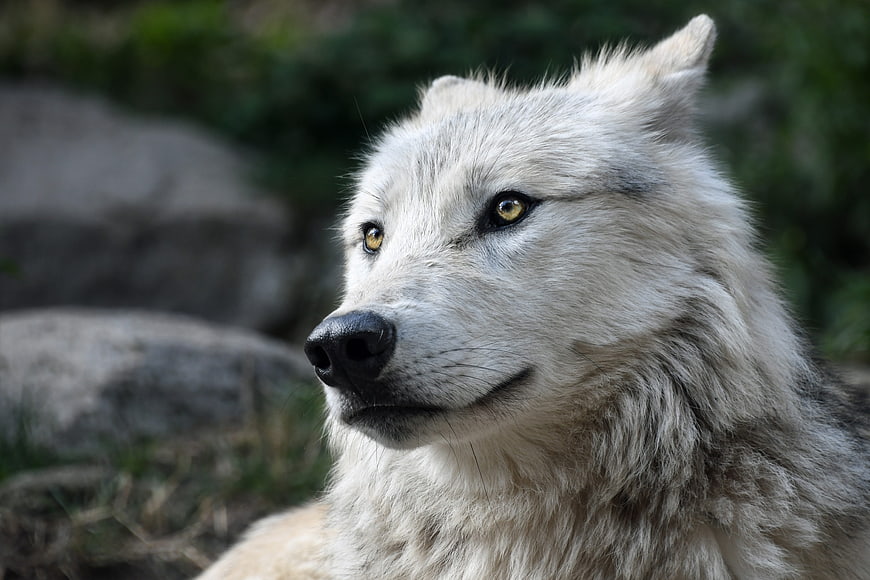 Close-up portrait of a white wolf with amber eyes