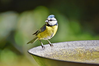 Blue Tit Perched On Garden Bird Bath