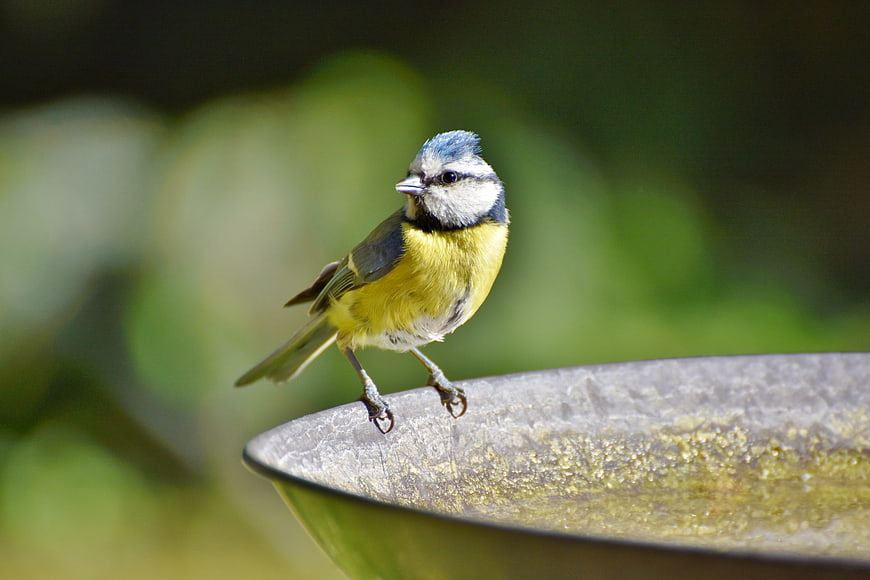 Blue Tit Perched On Garden Bird Bath