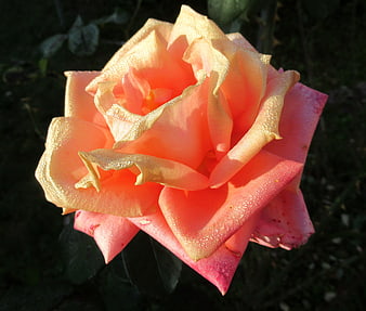 Close-up of a pink rose with morning dew drops