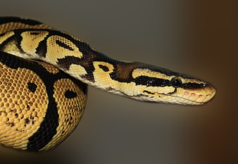 Close-up of a Ball Python with Detailed Scales
