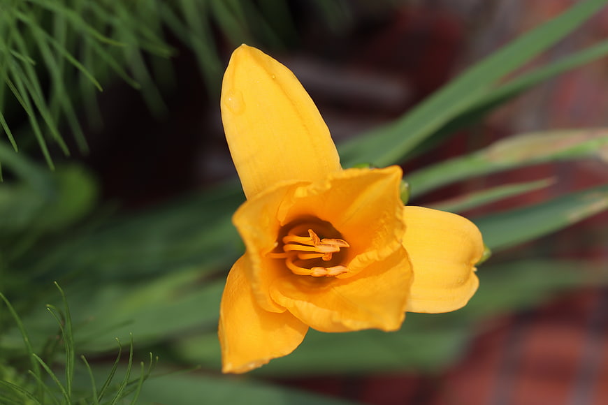 Close-up of a vibrant yellow day lily flower