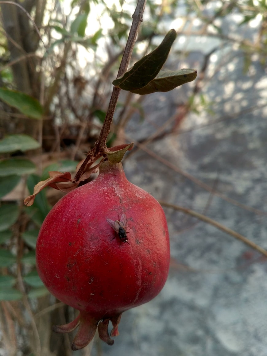 Ripe Red Pomegranate Hanging on Branch with Fly