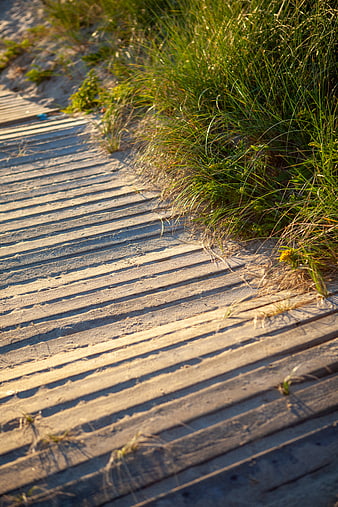 Wooden boardwalk path through dune grass at golden hour