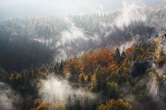 Misty autumn forest landscape with colorful trees and fog