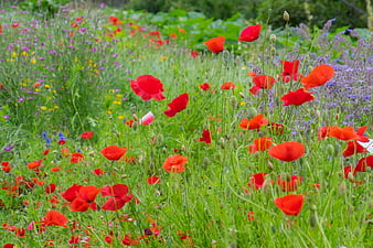 Vibrant Red Poppies Blooming in a Lush Green Meadow