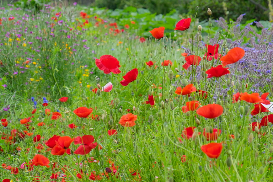 Vibrant Red Poppies Blooming in a Lush Green Meadow