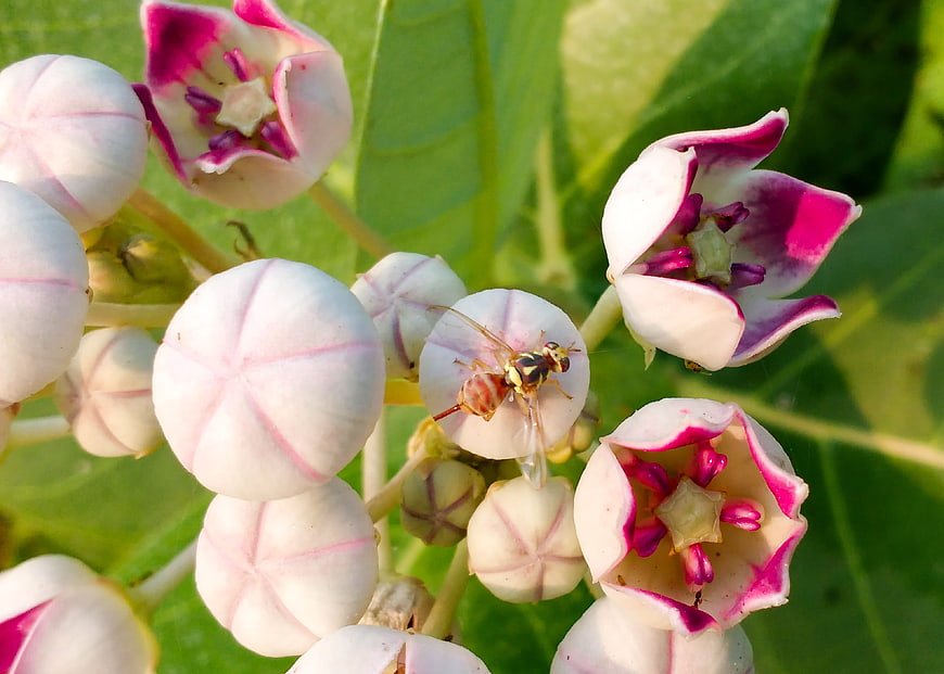 Close-up of a hoverfly on white and pink milkweed flowers
