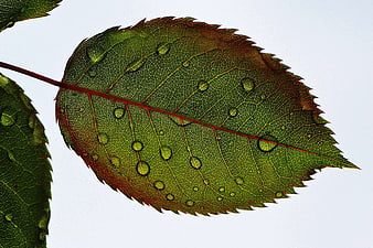 Close-up of Green Leaf with Water Droplets and Veins