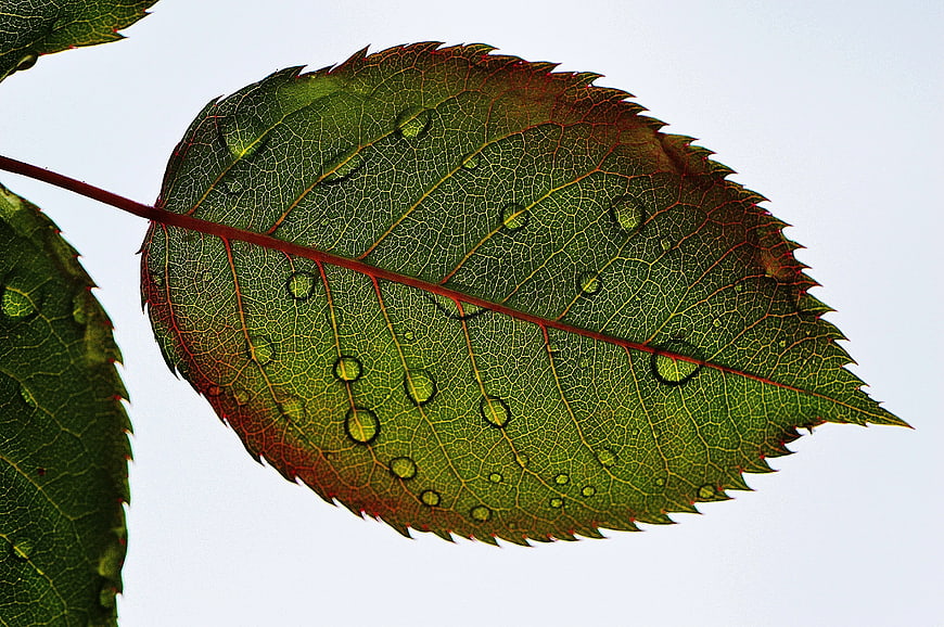 Close-up of Green Leaf with Water Droplets and Veins