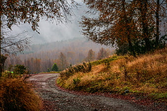 Misty Autumn Forest Road with Golden Trees