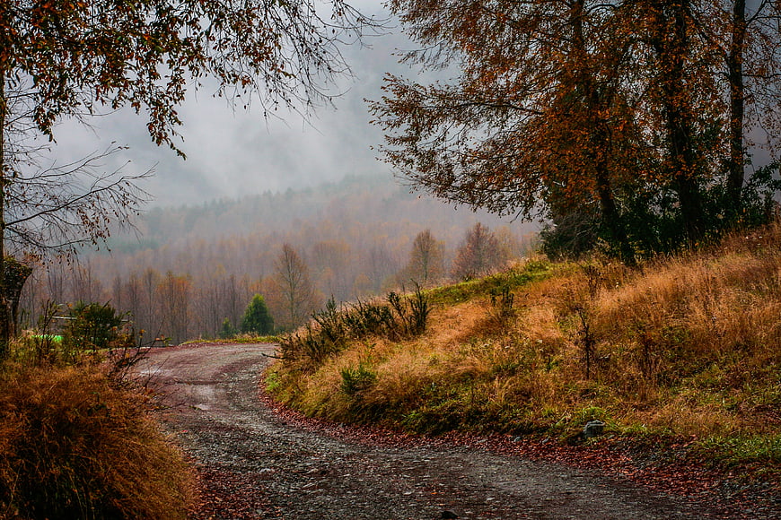 Misty Autumn Forest Road with Golden Trees