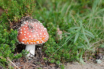 Red Fly Agaric Mushroom in Forest Undergrowth