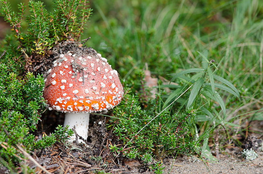 Red Fly Agaric Mushroom in Forest Undergrowth