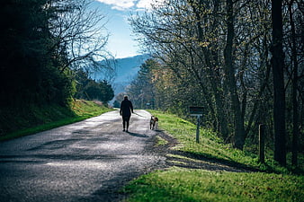 Woman Walking Dog on Scenic Forest Road