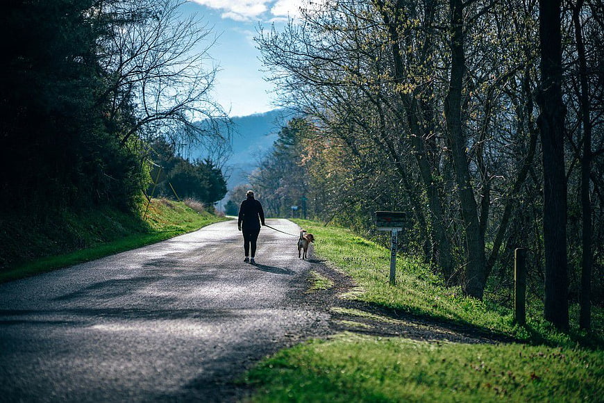 Woman Walking Dog on Scenic Forest Road