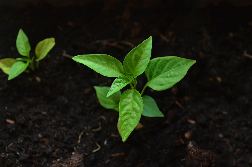 Young green seedling sprouting from dark soil