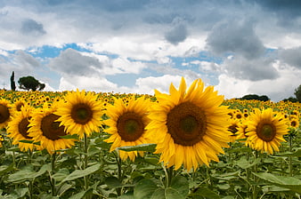 Vibrant Sunflower Field Under Dramatic Cloudy Sky
