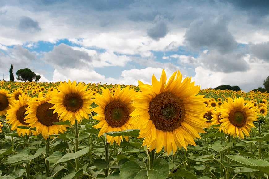 Vibrant Sunflower Field Under Dramatic Cloudy Sky