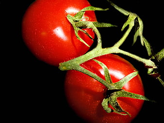 Fresh Red Tomatoes on Vine Against Black Background