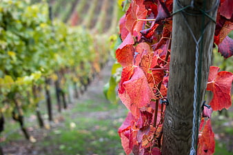 Autumn Grapevine Leaves on Wooden Stake in Vineyard