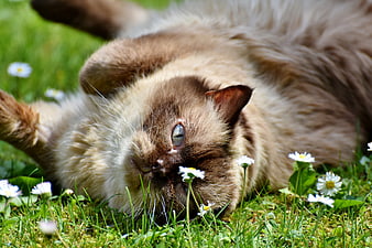 Fluffy brown cat rolling playfully in green grass with daisies