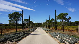 Sunlit Cypress Avenue in Tuscan Vineyard Landscape