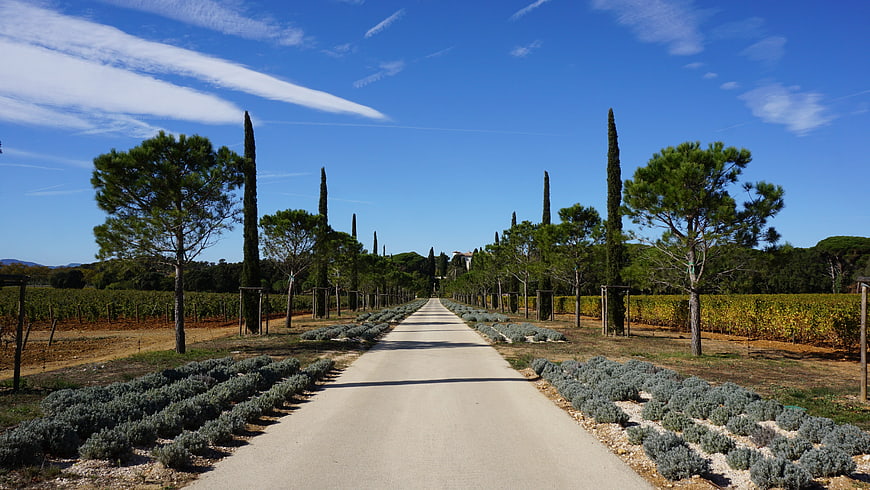 Sunlit Cypress Avenue in Tuscan Vineyard Landscape