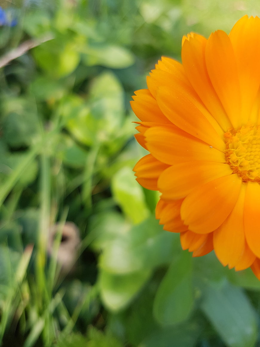 Close-up of vibrant orange calendula flower in green garden