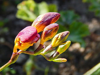 Close-up of vibrant red and yellow flower buds in sunlight