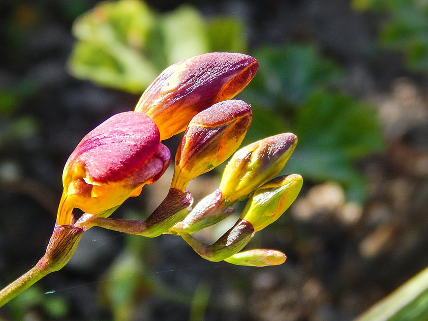 Close-up of vibrant red and yellow flower buds in sunlight