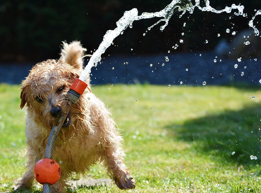 Wet terrier dog biting garden hose spraying water