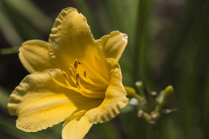 Close-up of a vibrant yellow daylily flower in sunlight