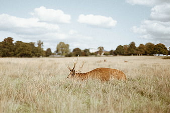 Majestic Red Deer Stag Grazing in Golden Meadow
