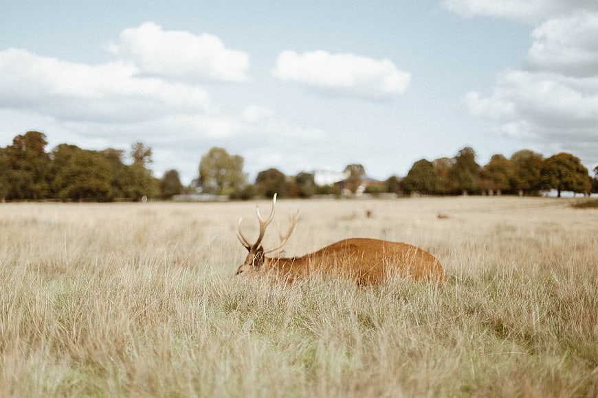 Majestic Red Deer Stag Grazing in Golden Meadow