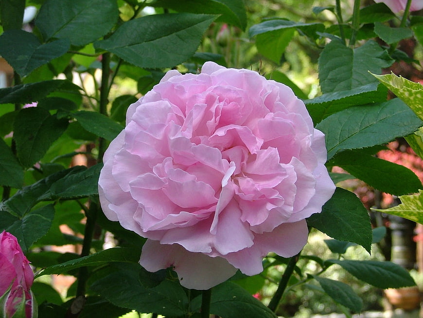 Close-up of a blooming pink rose in a garden