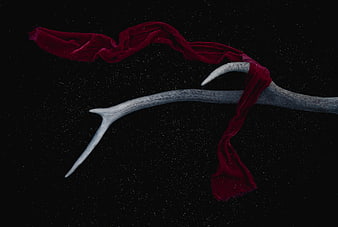 White Antler with Red Velvet Scarf on Black Background