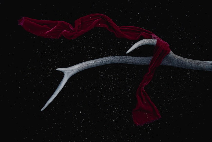 White Antler with Red Velvet Scarf on Black Background