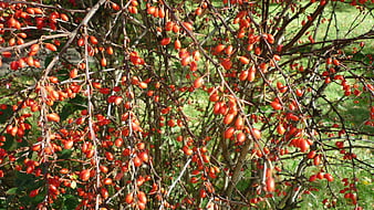 Close-up of red barberry berries on thorny branches in autumn