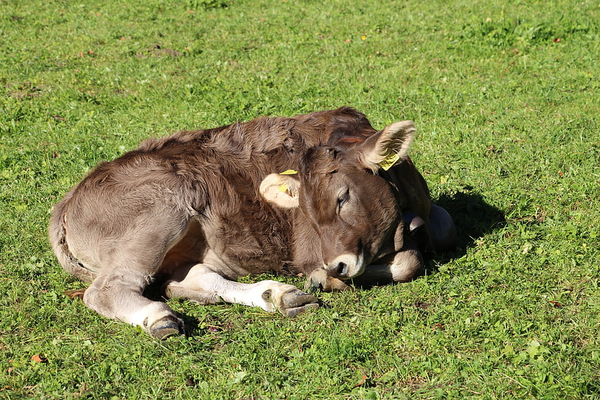 Sleeping brown calf resting on green grass in a sunny pasture
