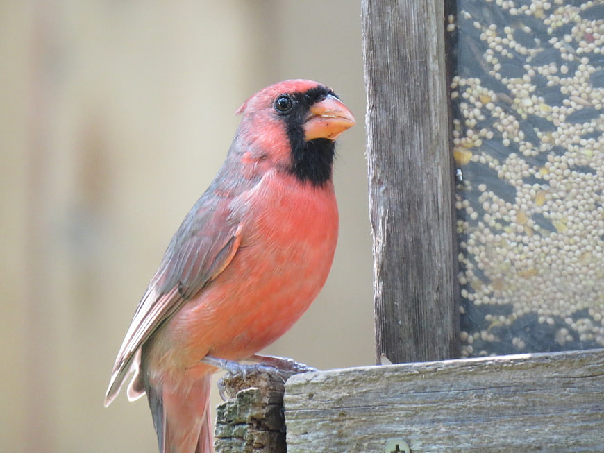 Male Northern Cardinal perched on wooden bird feeder