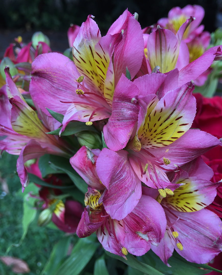 Close-up of vibrant pink and yellow alstroemeria flowers