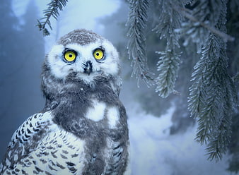 Close-up of a Great Grey Owl in a snowy winter forest