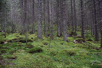 Lush Mossy Forest Floor with Tall Pine Trees